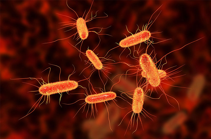 Hầu hết các bệnh viêm bàng quang là do vi khuẩn E. coli gây ra